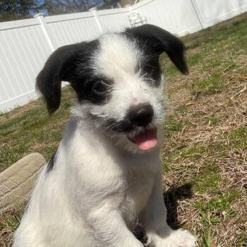 Mixed Breed Dogs Available for Adoption in Yaphank, New York - Jack | PetCurious