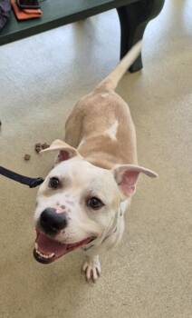 Pit Bull Terrier and Terrier Dogs Available for Adoption in Hagerstown, Maryland - DUKE | PetCurious