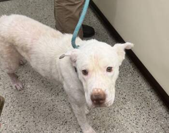 Sapphire -  Shar Pei and Mixed Breed Dog for Adoption in Saint Clairsville, Ohio - Sapphire | PetCurious