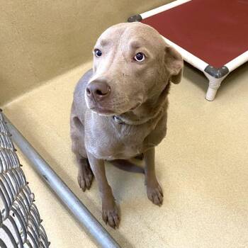Hank -  Labrador Retriever and Weimaraner Dog for Adoption in Monroe, Georgia - Hank | PetCurious