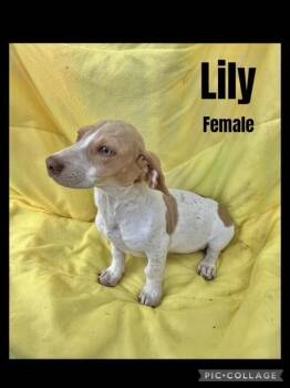Rescue Beagle and Dachshund Dogs for Adoption in Manchester, Connecticut - Lily 1 | PetCurious