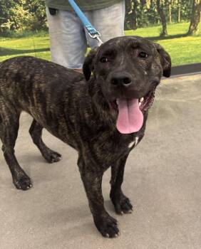 Zeus -  Cane Corso Dog for Adoption in Decatur, Georgia - Zeus | PetCurious
