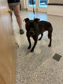 BLACKJACK -  Mixed Breed Dog for Adoption in Palmetto, Florida - BLACKJACK | PetCurious
