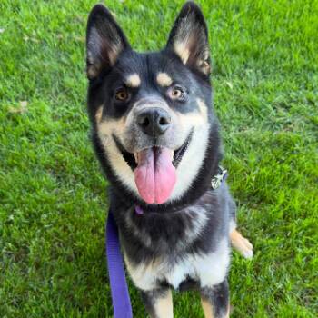 Chief -  Husky and Mixed Breed Dog for Adoption in San Francisco, California - Chief | PetCurious