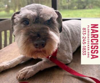 Narcissa -  Miniature Schnauzer Dog for Adoption in Land O