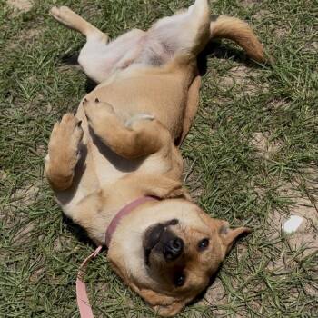 Corgi Dogs Available for Adoption in Cleveland, Texas - Murphy | PetCurious