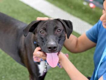 Chance -  Mixed Breed Dog for Adoption - Chance | PetCurious