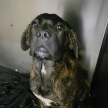 Mixed Breed Dogs Available for Adoption - 01/23/26-Stray-MelvinAve | PetCurious