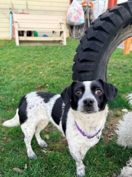 Rescue Terrier and Mixed Breed Dogs for Adoption in Everett, Washington - Piglet | PetCurious