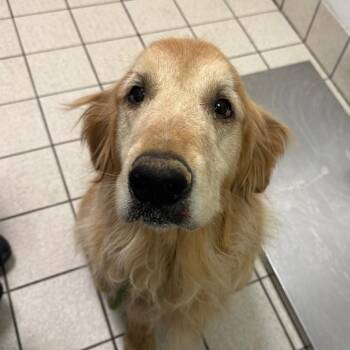 Subwoofer -  Mixed Breed Dog for Adoption in Charleston, West Virginia - Subwoofer | PetCurious