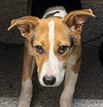 Rescue Hound Dogs for Adoption in Tarboro, North Carolina - 25-669 Marshmallow | PetCurious