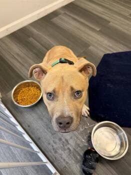 American Staffordshire Terrier and Mixed Breed Dogs Available for Adoption in Charlotte, North Carolina - MOUSE | PetCurious