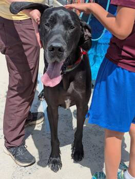Slacker -  Great Dane Dog for Adoption in Evergreen, Colorado - Slacker | PetCurious
