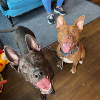 Kirby -  Pit Bull Terrier Dog for Adoption in La Grange, Kentucky - Kirby | PetCurious