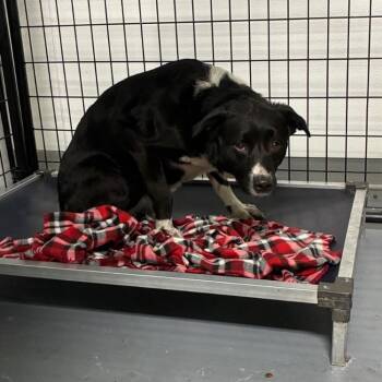 Labrador Retriever Dogs Available for Adoption - Darling | PetCurious