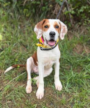 Zara -  Hound and Mixed Breed Dog for Adoption in Ellijay, Georgia - Zara | PetCurious