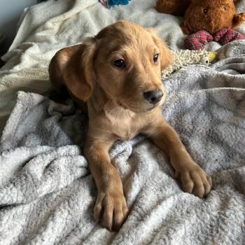 Mixed Breed Dogs Available for Adoption in Dekalb, Illinois - Crew | PetCurious