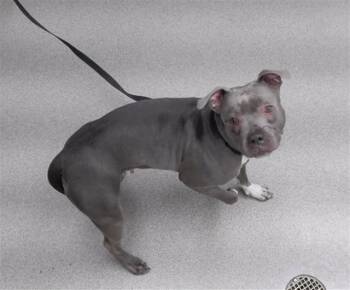 Boxer and Mixed Breed Dogs Available for Adoption - SHOESTRING | PetCurious