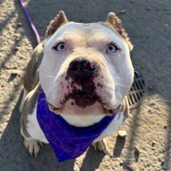 Bulldog Dogs Available for Adoption in Buffalo, New York - Princess Peach | PetCurious