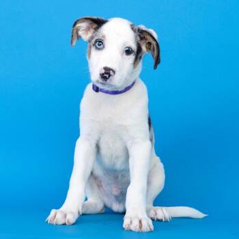 Egg Sandwich -  Mixed Breed Dog for Adoption in Franklin, Tennessee - Egg Sandwich | PetCurious
