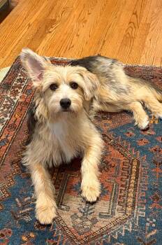 Latke -  Wheaten Terrier and Irish Terrier Dog for Adoption in Boulder, Colorado - Latke | PetCurious