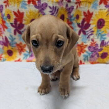 Rescue Beagle and Chihuahua Dogs for Adoption in Chico, California - MORK | PetCurious