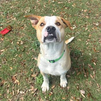 Maximus -  Terrier and Mixed Breed Dog for Adoption in Corpus Christi, Texas - Maximus | PetCurious