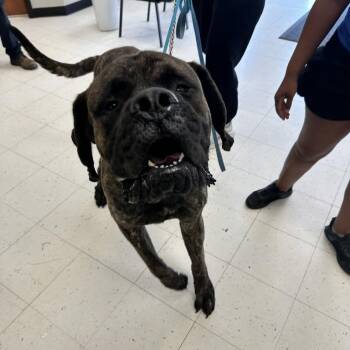 Lil Pin Pin -  Mixed Breed Dog for Adoption in Davenport, Iowa - Lil Pin Pin | PetCurious