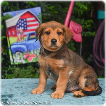 Twix -  Labrador Retriever Dog for Adoption in Wake Forest, North Carolina - Twix | PetCurious