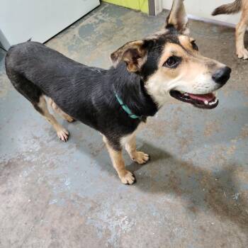 Bobby Sue -  Mixed Breed Dog for Adoption in Point Pleasant, West Virginia - Bobby Sue | PetCurious