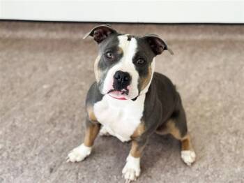 Rescue Pit Bull Terrier Dogs for Adoption in Brentwood, Missouri - SUGAR | PetCurious