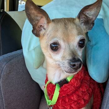 Rescue Chihuahua and Mixed Breed Dogs for Adoption in Raleigh, North Carolina - Herb | PetCurious