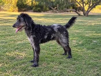 Lucas -  Standard Poodle and Schnauzer Dog for Adoption in Helotes, Texas - Lucas | PetCurious