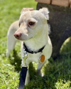 Chihuahua and Mixed Breed Dogs Available for Adoption in Malvern, Pennsylvania - Jack | PetCurious