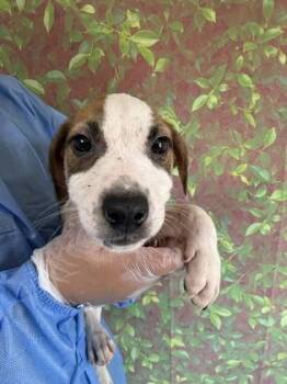 Sgt. Pepper -  Terrier and Mixed Breed Dog for Adoption in San Antonio, Texas - Sgt. Pepper | PetCurious