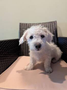 Wirehaired Terrier and Maltese Dogs Available for Adoption in New York, New York - Malcolm | PetCurious