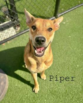 Rescue Terrier Dogs for Adoption in Topeka, Kansas - Piper | PetCurious