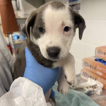 Mixed Breed Dogs Available for Adoption in Sarasota, Florida - Willis | PetCurious