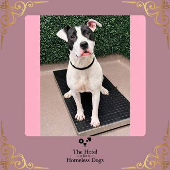American Staffordshire Terrier and Terrier Dogs Available for Adoption in Cumberland, Rhode Island - Willow | PetCurious