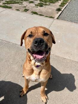 Rescue Mastiff and Yellow Labrador Retriever Dogs for Adoption in Port Angeles, Washington - Clyde | PetCurious