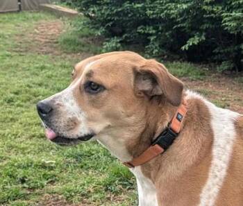 Hound and Brittany Spaniel Dogs Available for Adoption in Malvern, Pennsylvania - Maggie | PetCurious