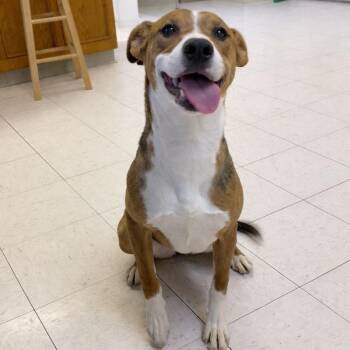 American Foxhound and Mixed Breed Dogs Available for Adoption in Jacksonville, Arkansas - Shelly | PetCurious