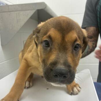 Terrier Dogs Available for Adoption in Corpus Christi, Texas - Snickerdoodle | PetCurious