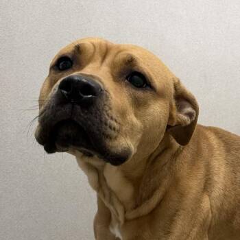 Jelly -  American Staffordshire Terrier Dog for Adoption in Des Moines, Iowa - Jelly | PetCurious