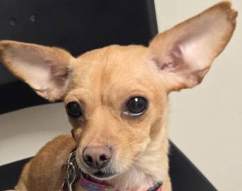 Rescue Chiweenie Dogs for Adoption in Tucson, Arizona - VIVI | PetCurious