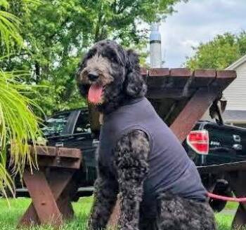 Miley -  Labradoodle Dog for Adoption in Scottsburg, Indiana - Miley | PetCurious