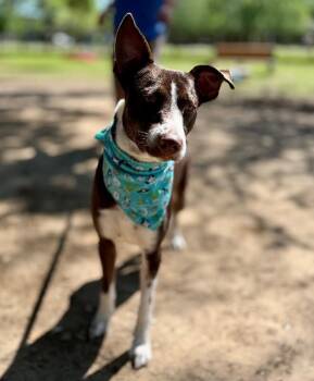 Duke of Delight -  German Shorthaired Pointer and Border Collie Dog for Adoption in Friendswood, Texas - Duke Of Delight | PetCurious