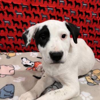 Jordache -  Pit Bull Terrier and Mixed Breed Dog for Adoption in Washburn, Missouri - Jordache | PetCurious