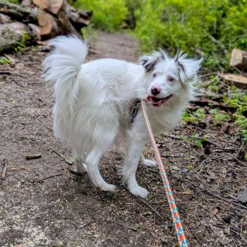 Mayo -  Mixed Breed and Australian Shepherd Dog Available for Adoption in Walker, Michigan - Mayo | PetCurious