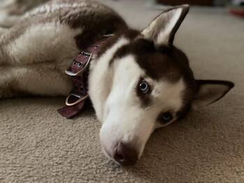 Blue Eyed Skye -  Siberian Husky Dog for Adoption in Cuyahoga Falls, Ohio - Blue Eyed Skye | PetCurious